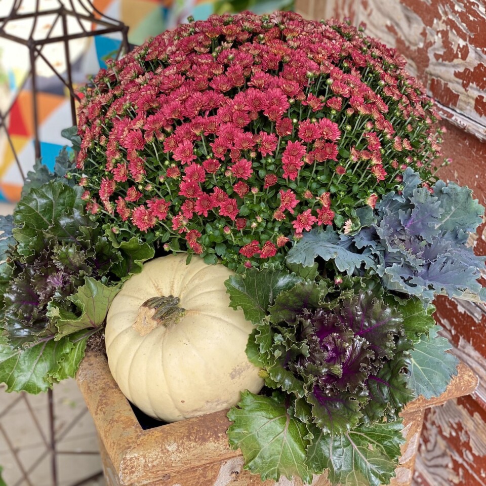 Fall mums with a white pumpkin in the planter as well