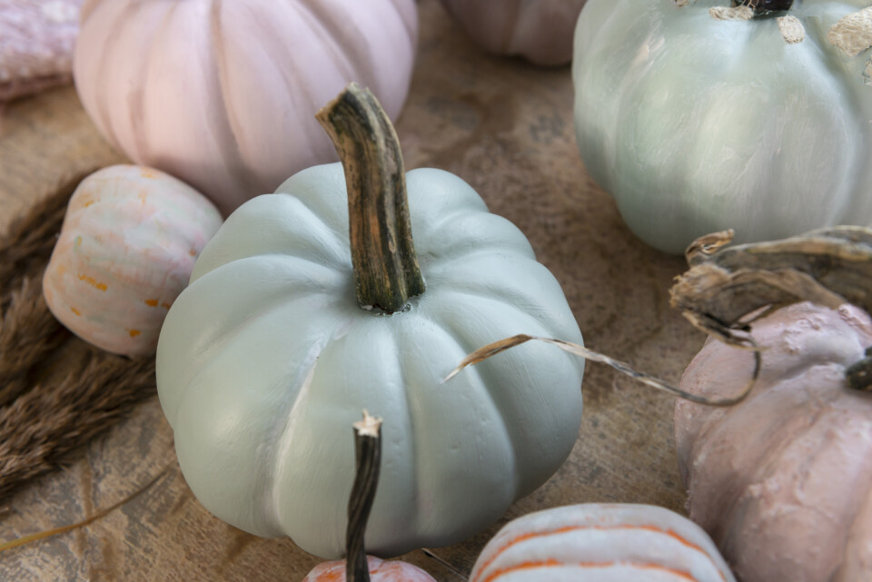 Close up of blue pumpkin, in the background you can see another blue pumpkin and some pink ones