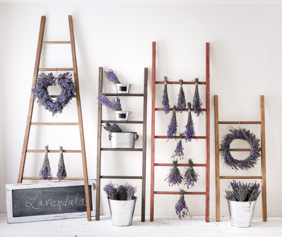 vintage ladders stained leaning against a white wall with bunches of lavender hanging on them.